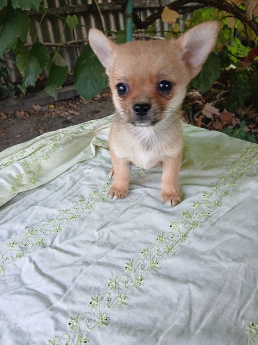 Девочка чихуахуа