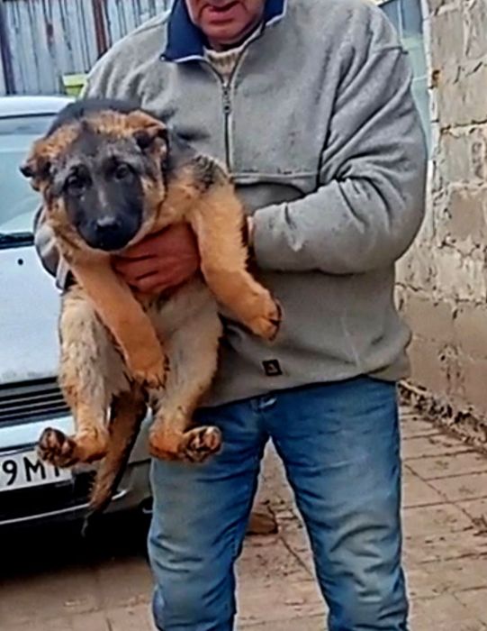 Роскошные крупные суки с родословной.