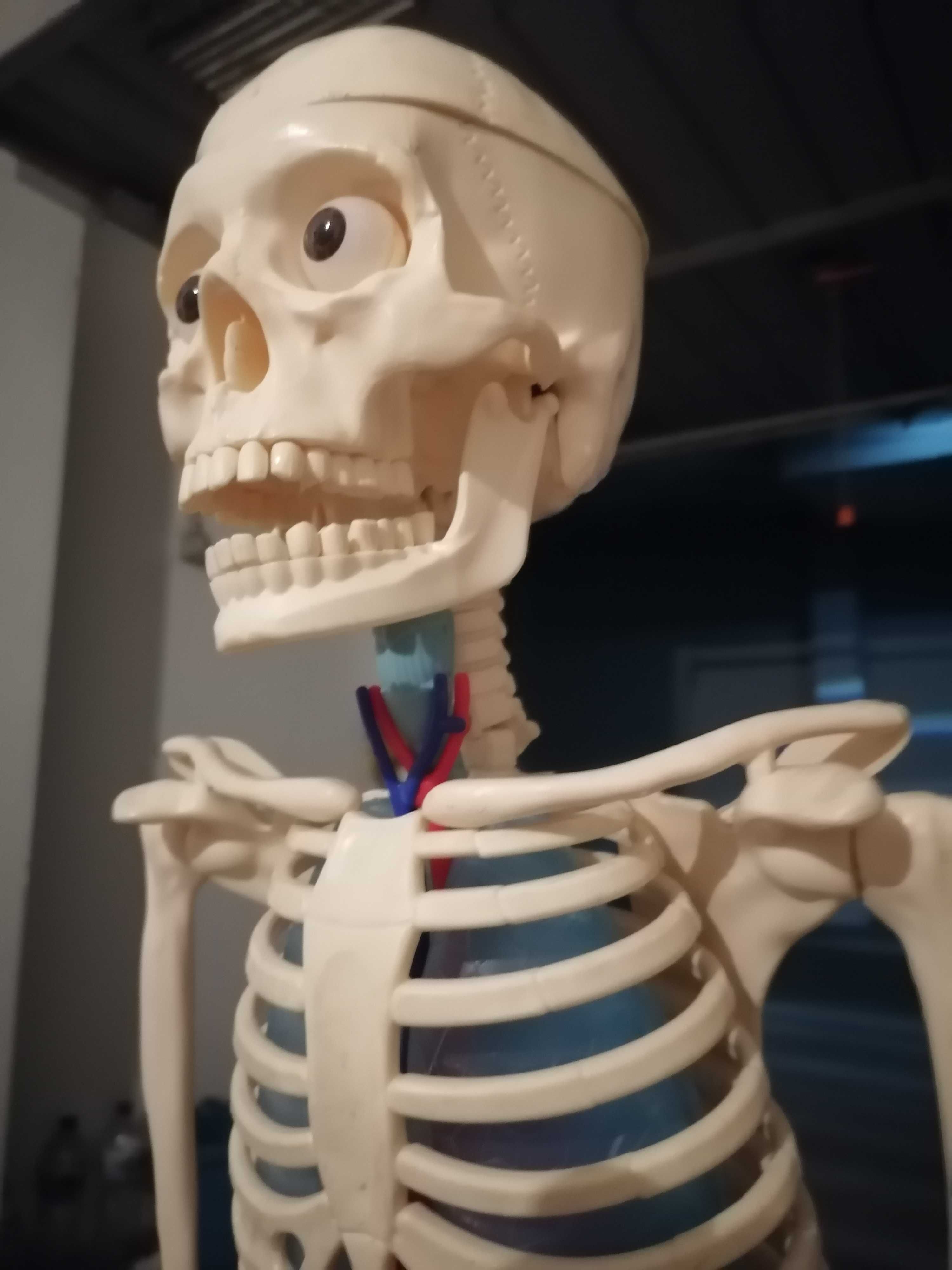 Esqueleto anatómico Coleção Corpo Humano