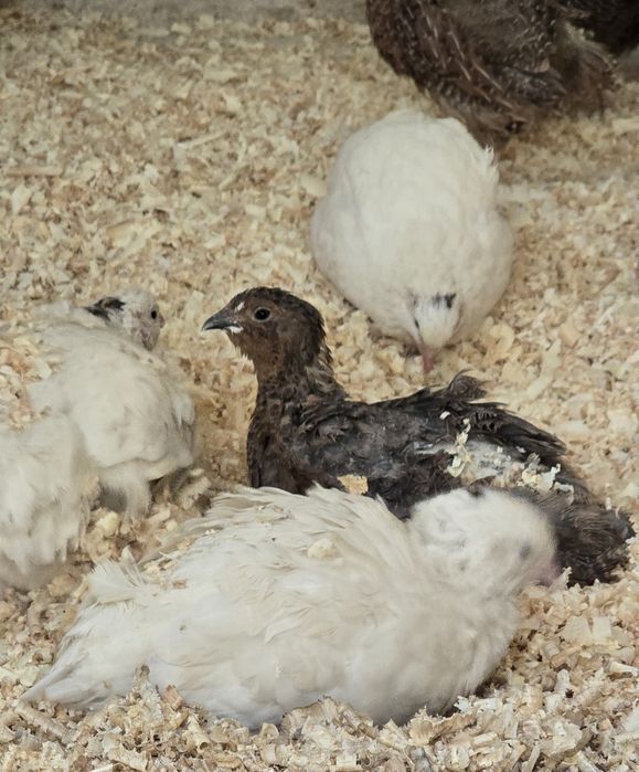 Jajka lęgowe przepiórek japońskich