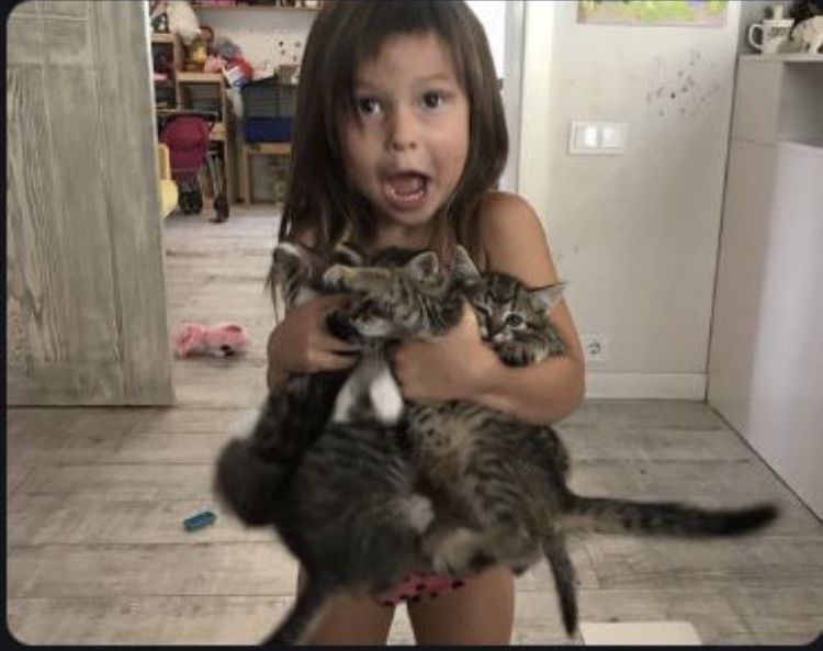 Котята в хорошие руки. Бесплатно.