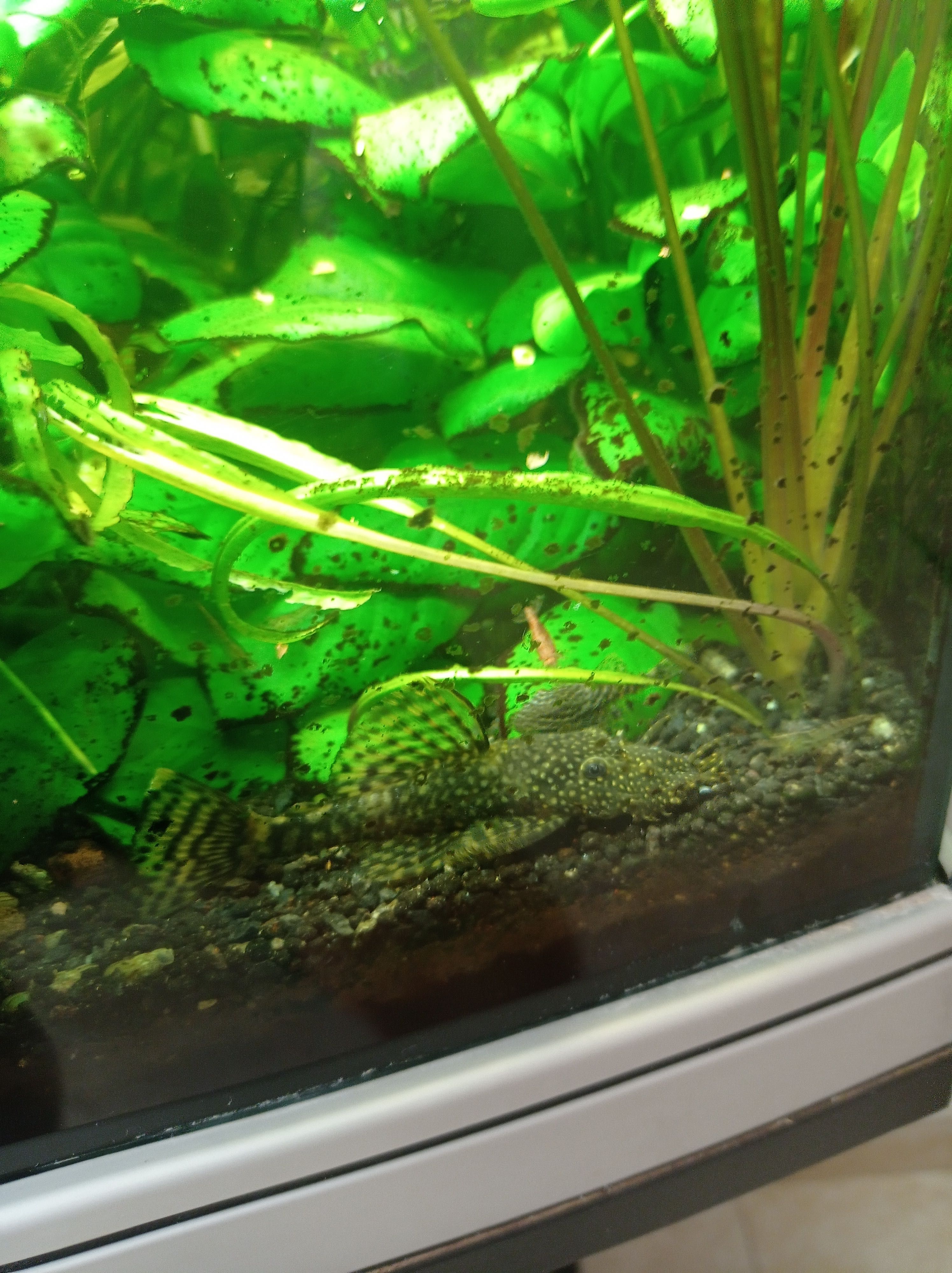 Vendo Ancistrus (Limpa-Vidros)