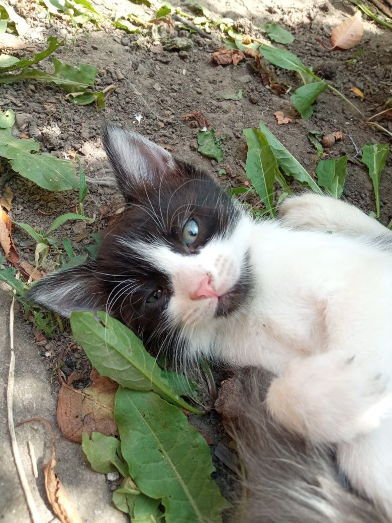 Замечательные котятки в добрую семью.