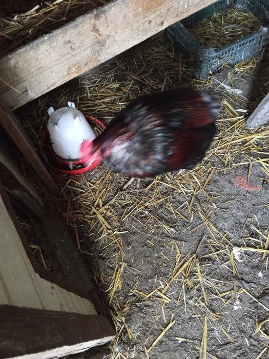 uratuj koguta bezogonowy araukana