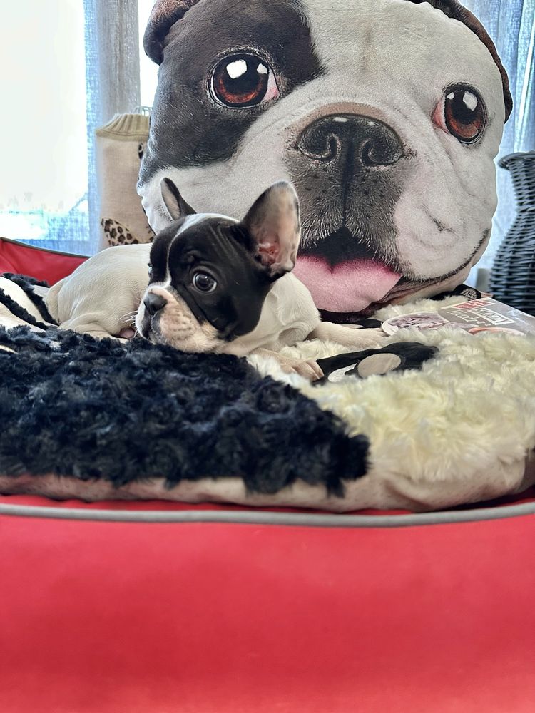 Bulldog Frances menino lindo