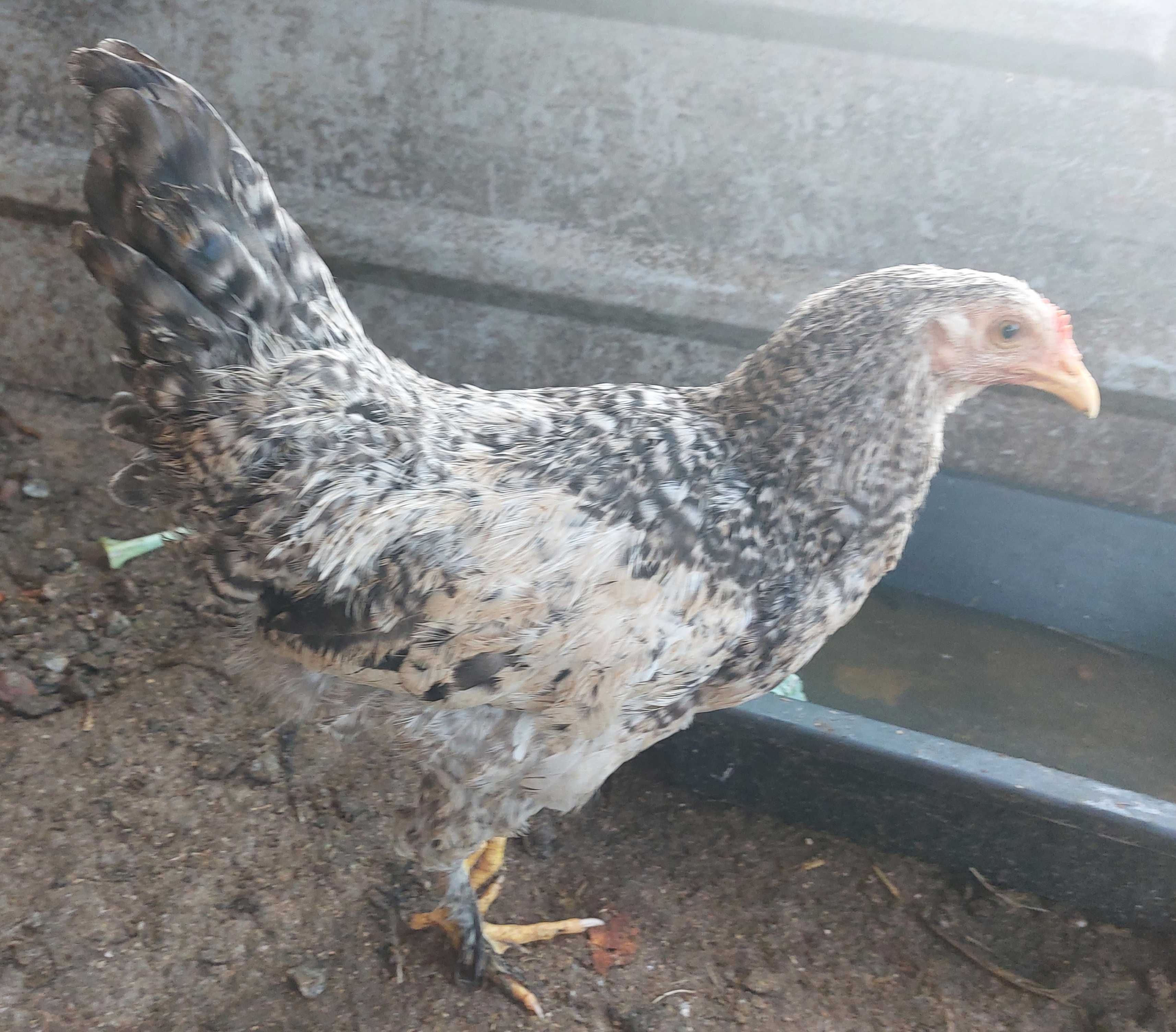 Galinhas de 6 meses a 2 anos