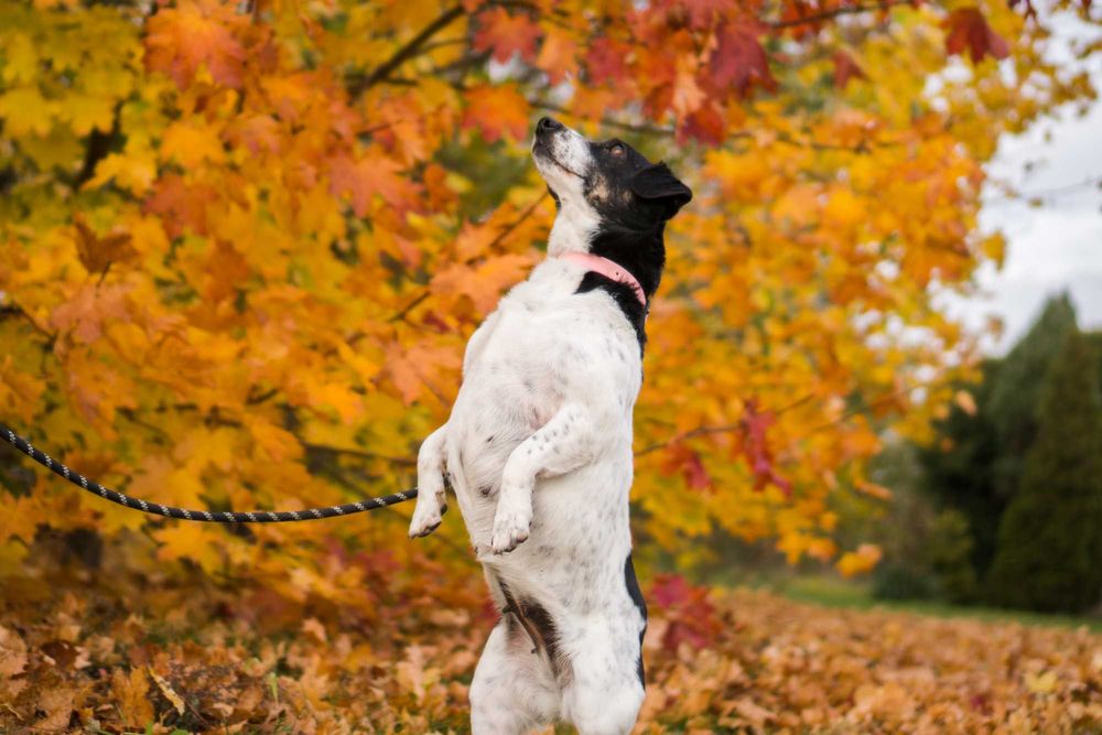 5 letnia Sila do adopcji!