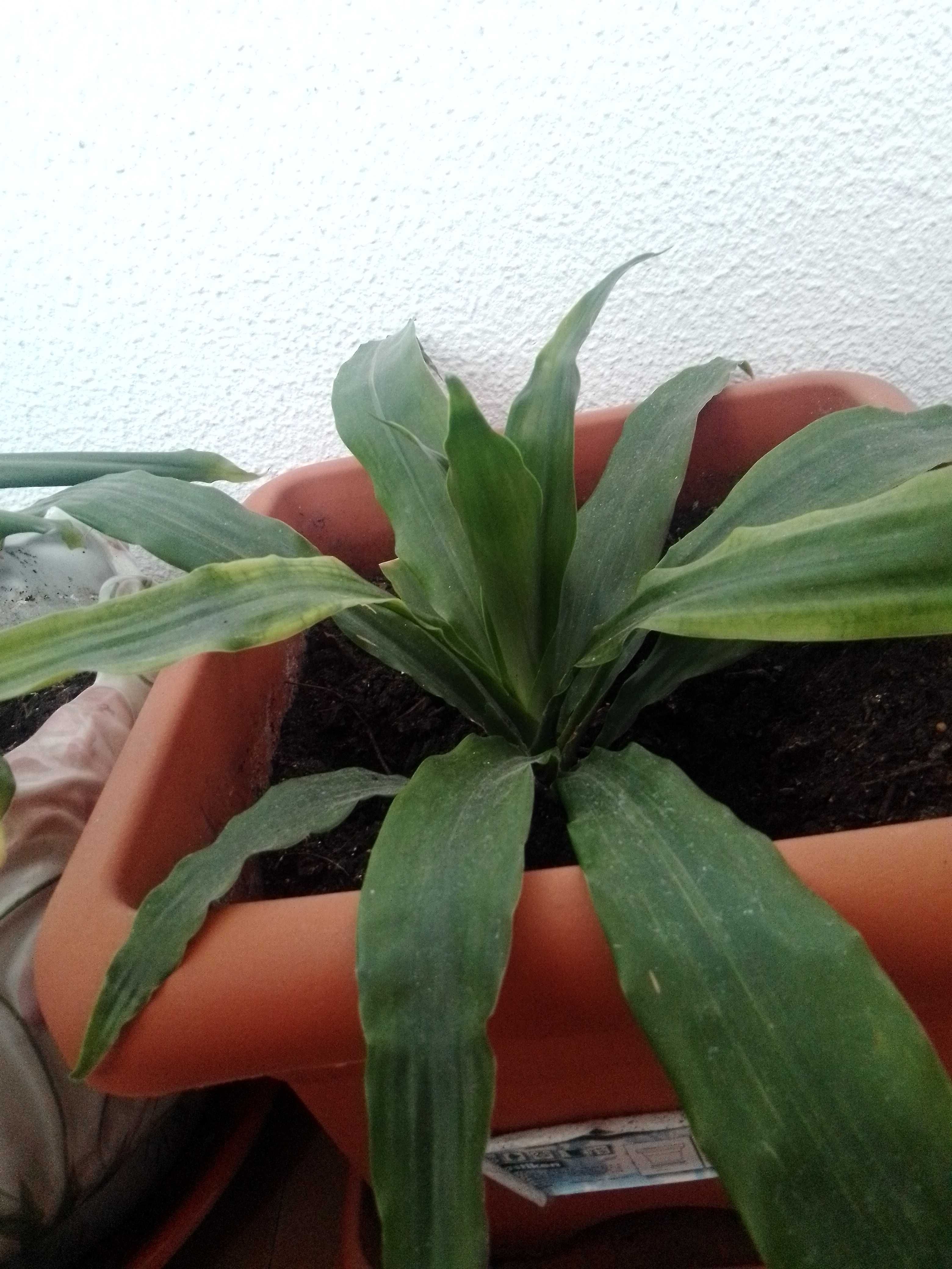 Planta de interior em fase de crescimento.