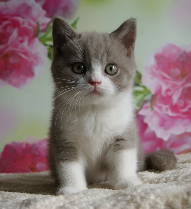 Шотландский котёнок