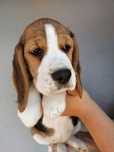 Szczeniak Beagle Sunia