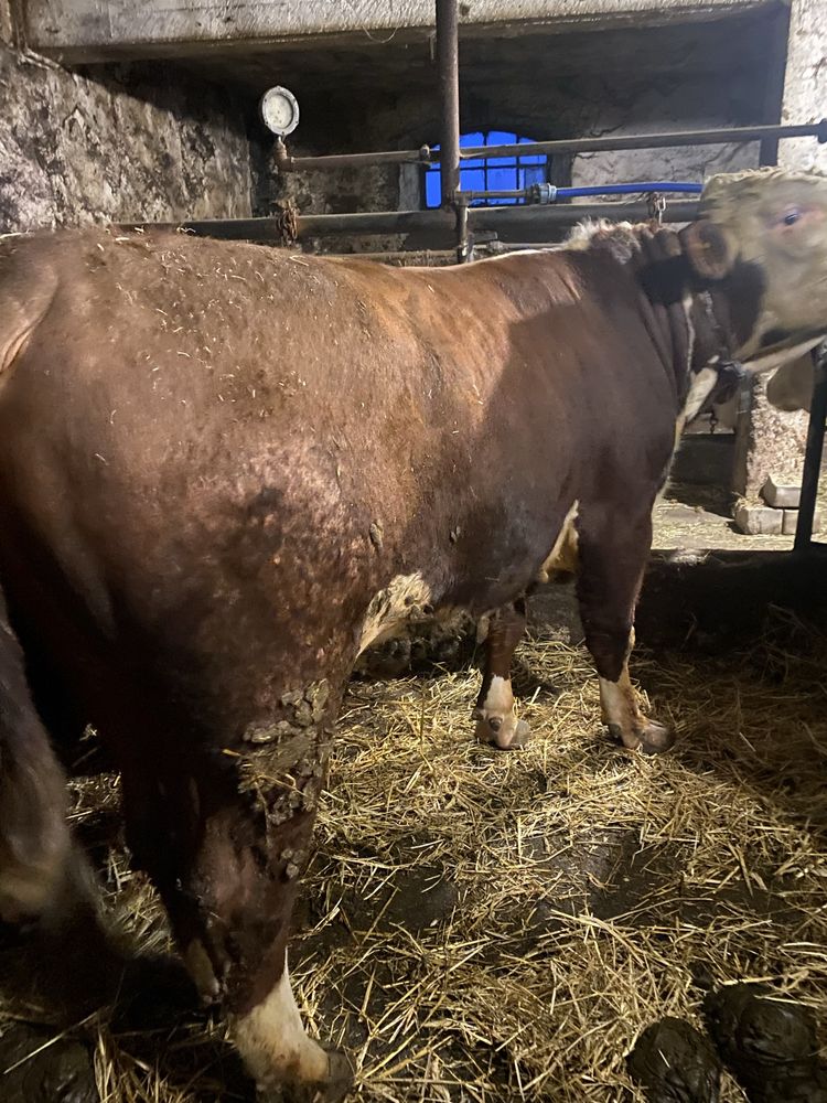 Byki 100% hereford
