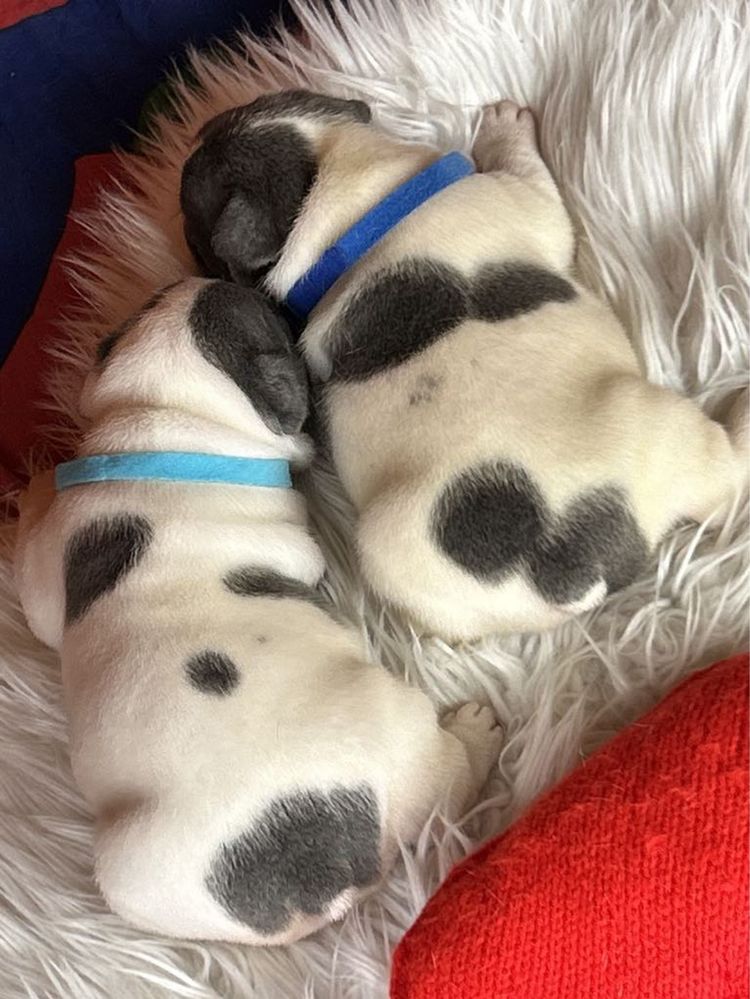 Buldog francuski piesek