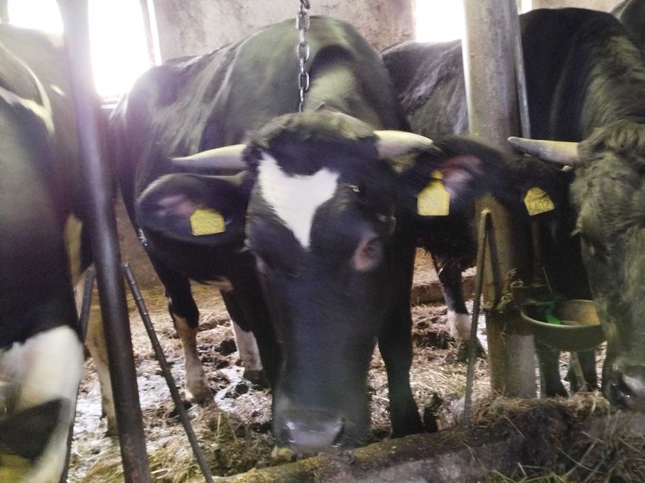 Jałówka wysokocielna