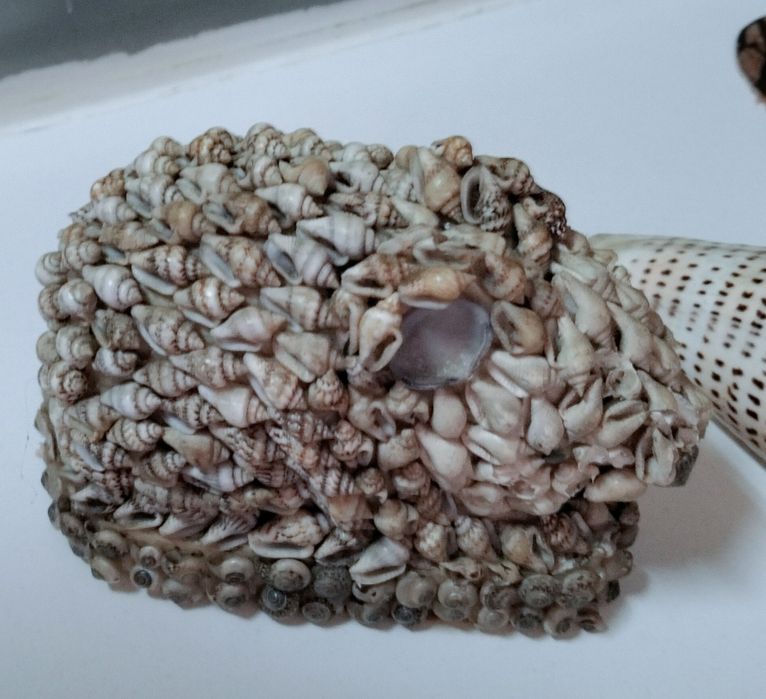 Conjunto Conchas originais muito antigas