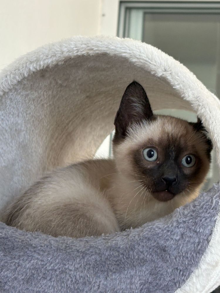 Gatinho siamês para adoção