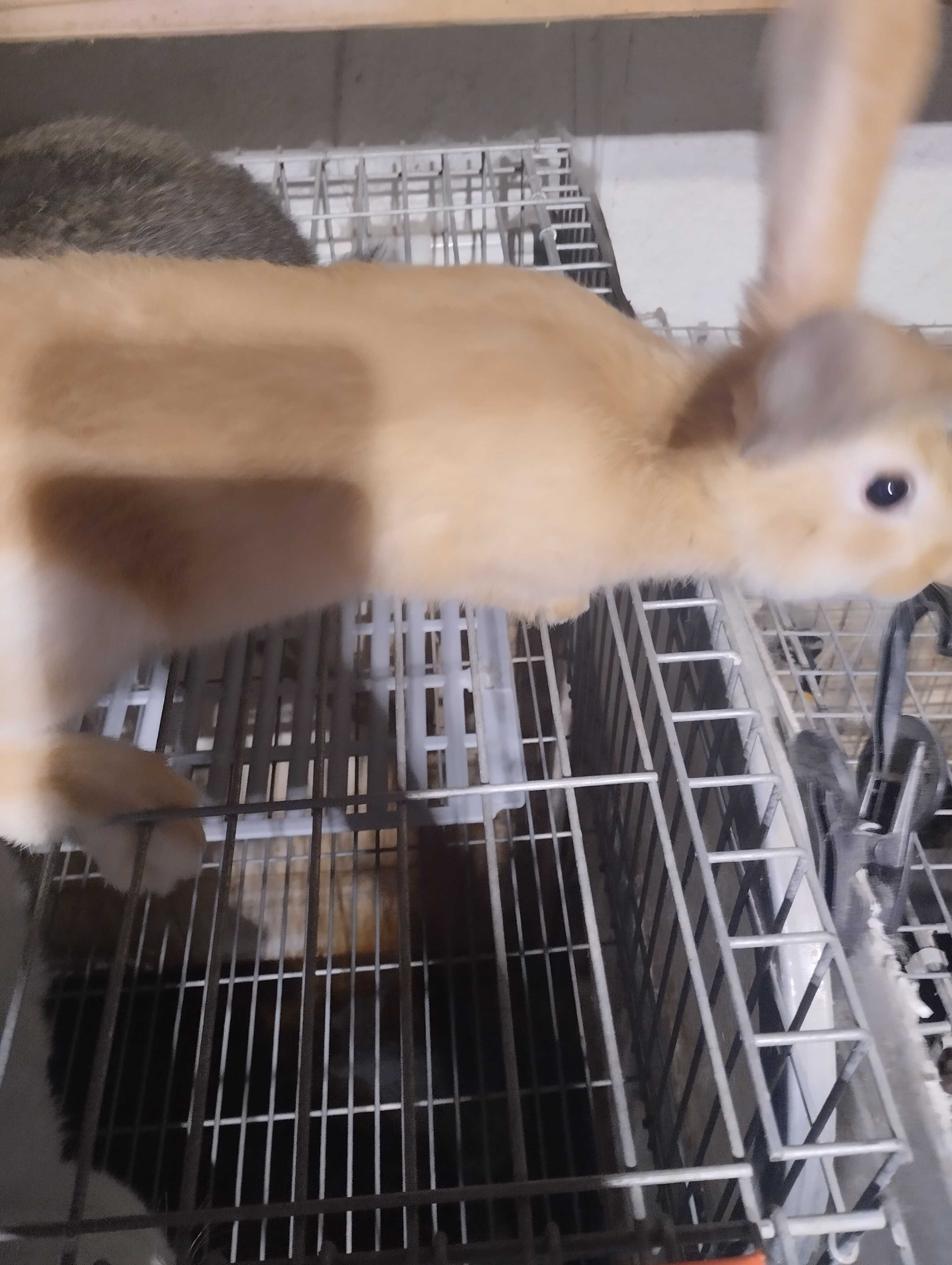 Vendo coelhos boa raça de carne