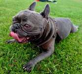 Reproduktor Buldog Francuski Blue