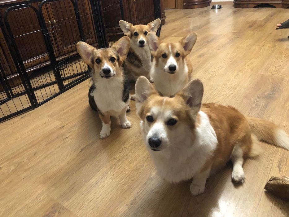 Вельш корги пемброк