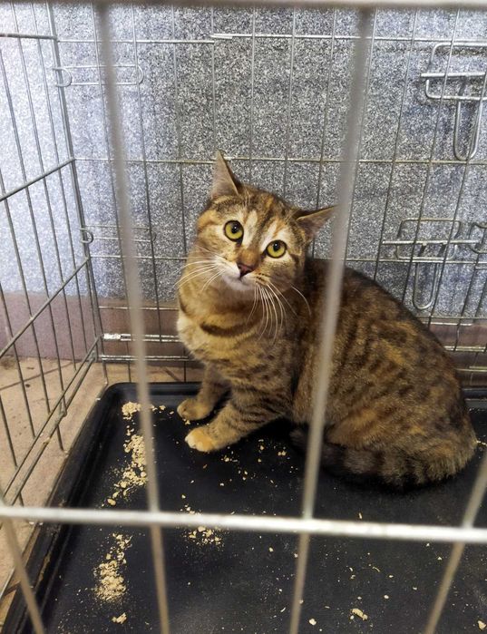 Proszę, ocal ją przed piekłem bezdomności :(