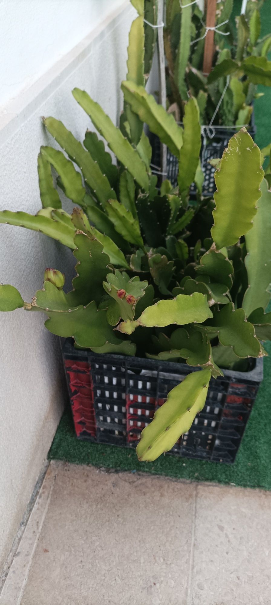 Mudas de pitaya várias variedades disponivel com Raiz