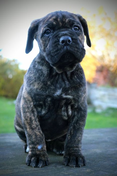 Pręgowana sunia cane corso FCI/zkwp