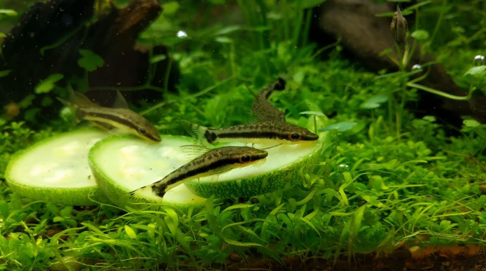 Otocinclus macrospilus 2-3cm