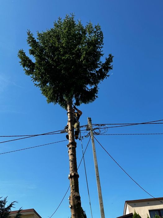 Wycinka drzew alpinistyczna / tradycyjna, pielęgnacja ogrodów