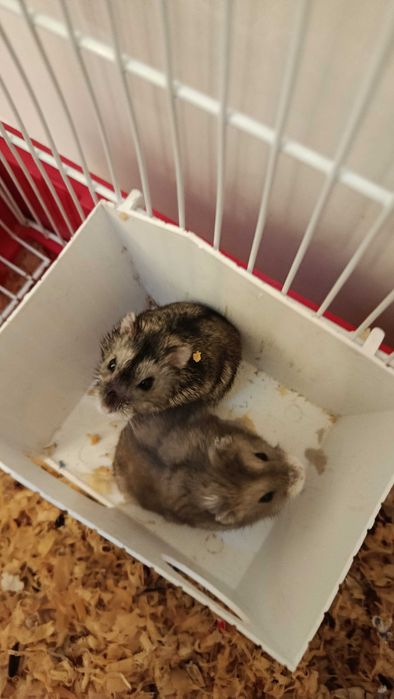 Casinha para hamster, bebedouro e brinquedo