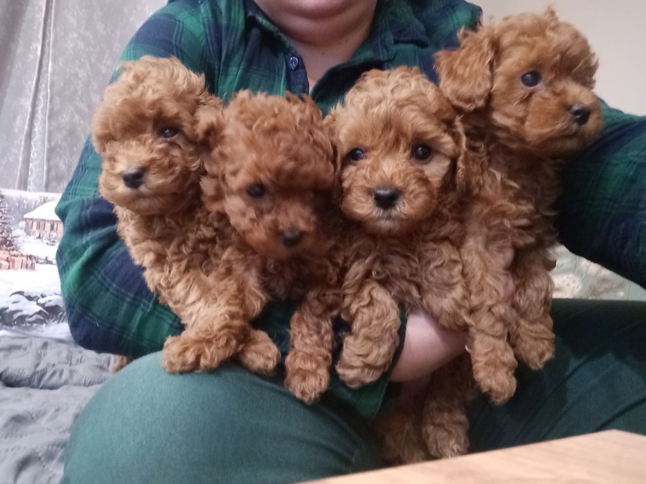 Pudel cudowny śliczna toy / mini badania genetyczne