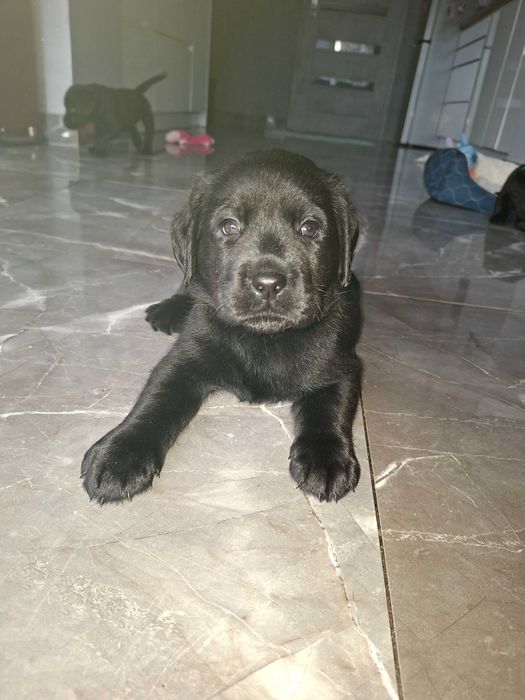 Labradory na sprzedaz