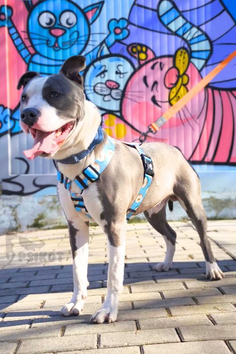 Pies Nr 32/25 LIMO PsiKot Schronisko Chorzów TOZ