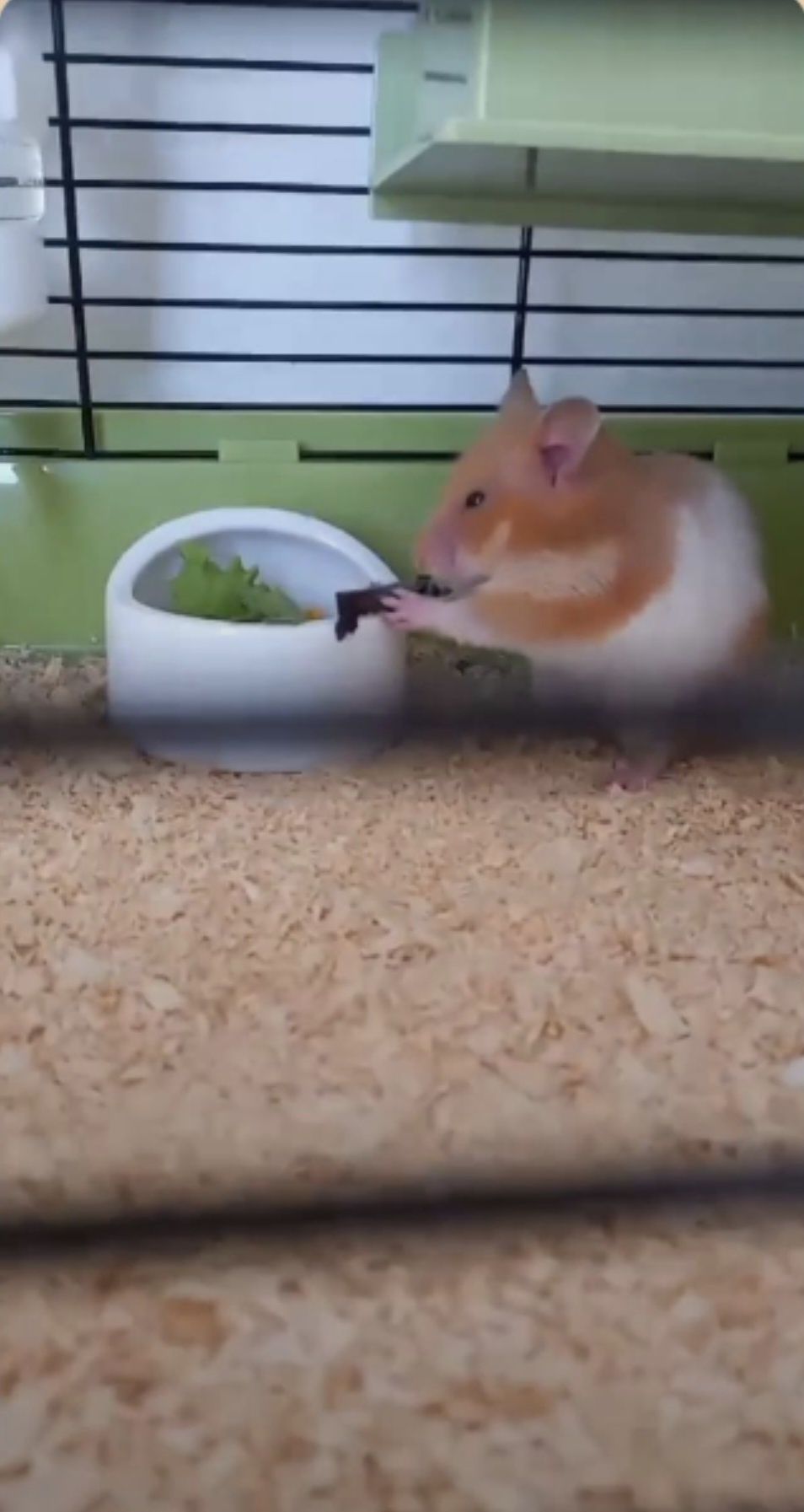 chomik syryjski pomarańczowo biały