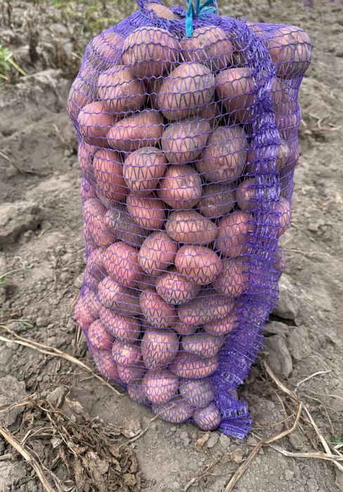 морква, буряк, капуста!