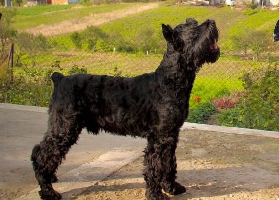 Щенки різен-шнауцер народженні 01.11.2025