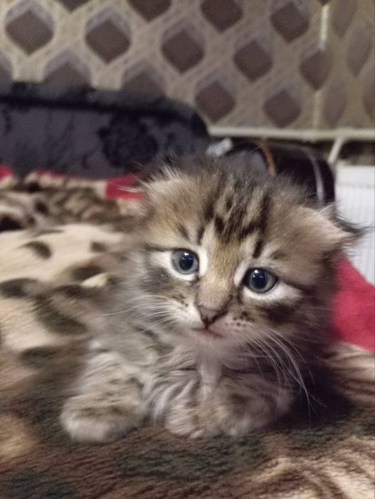 Віддам кошенят, котиків