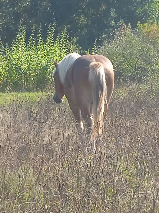 Продам лошака два років деталі за номером телефону