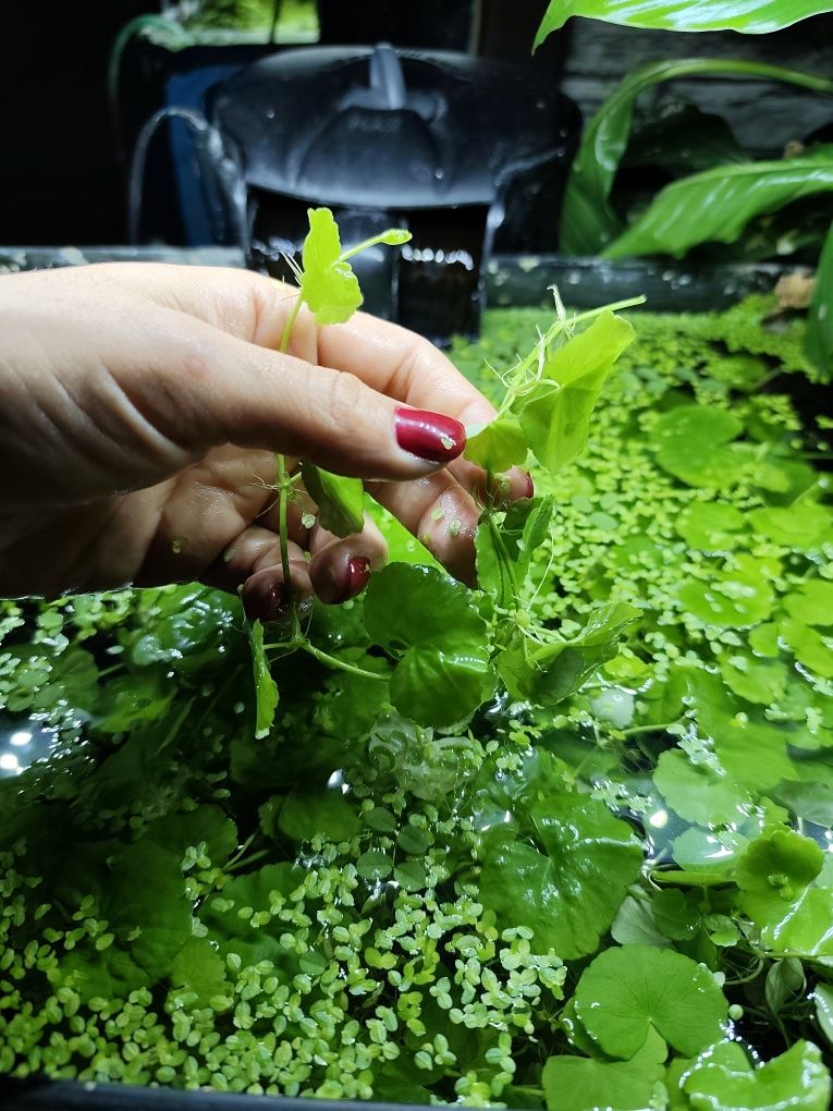Wąkrotka białogłowa Hydrocotyle leucocephala