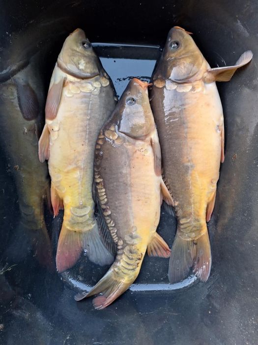 Rybki Karpie ekologiczne