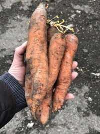 Морква на корм