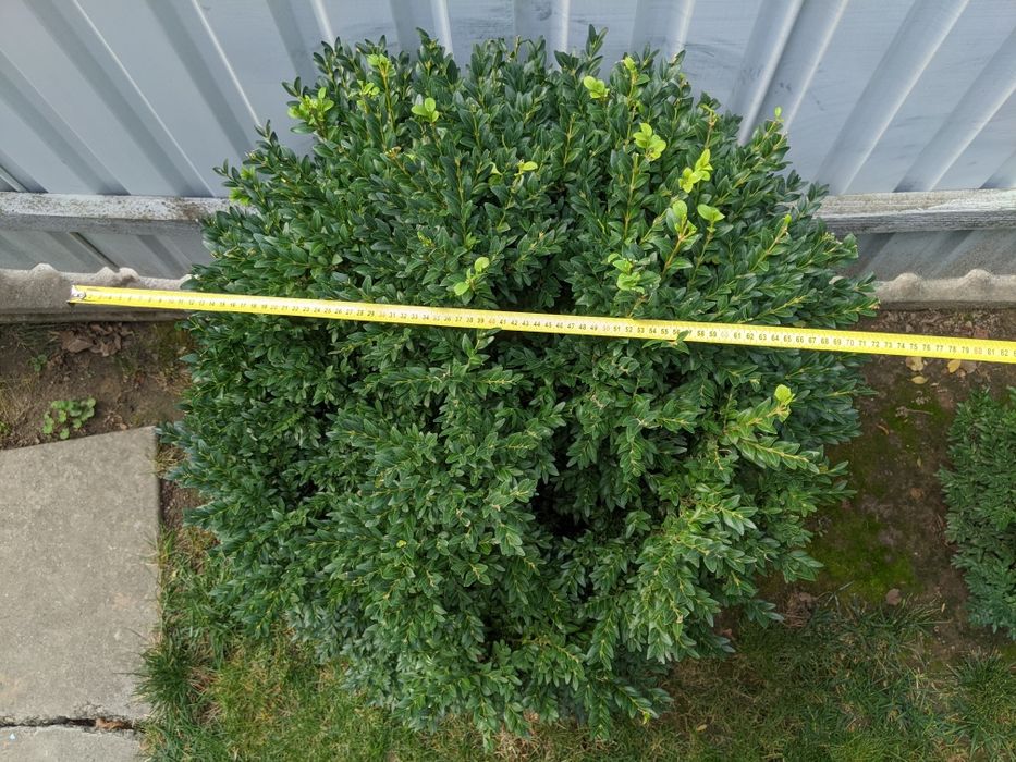 Самшит вічнозелений 100 см.