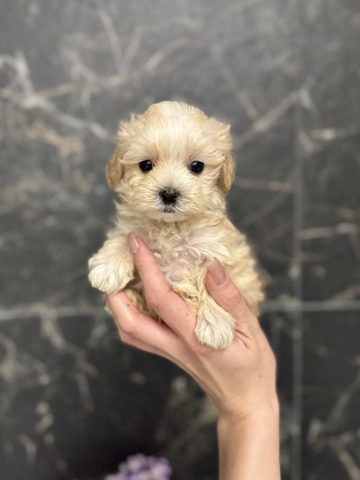 Золотистий хлопчик міні мальтіпу ф1 в Луцьку