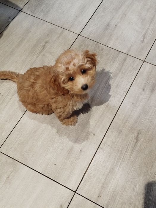 Suczka Maltipoo F1