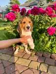 Śliczne pieski rasy Beagle z rodowodem