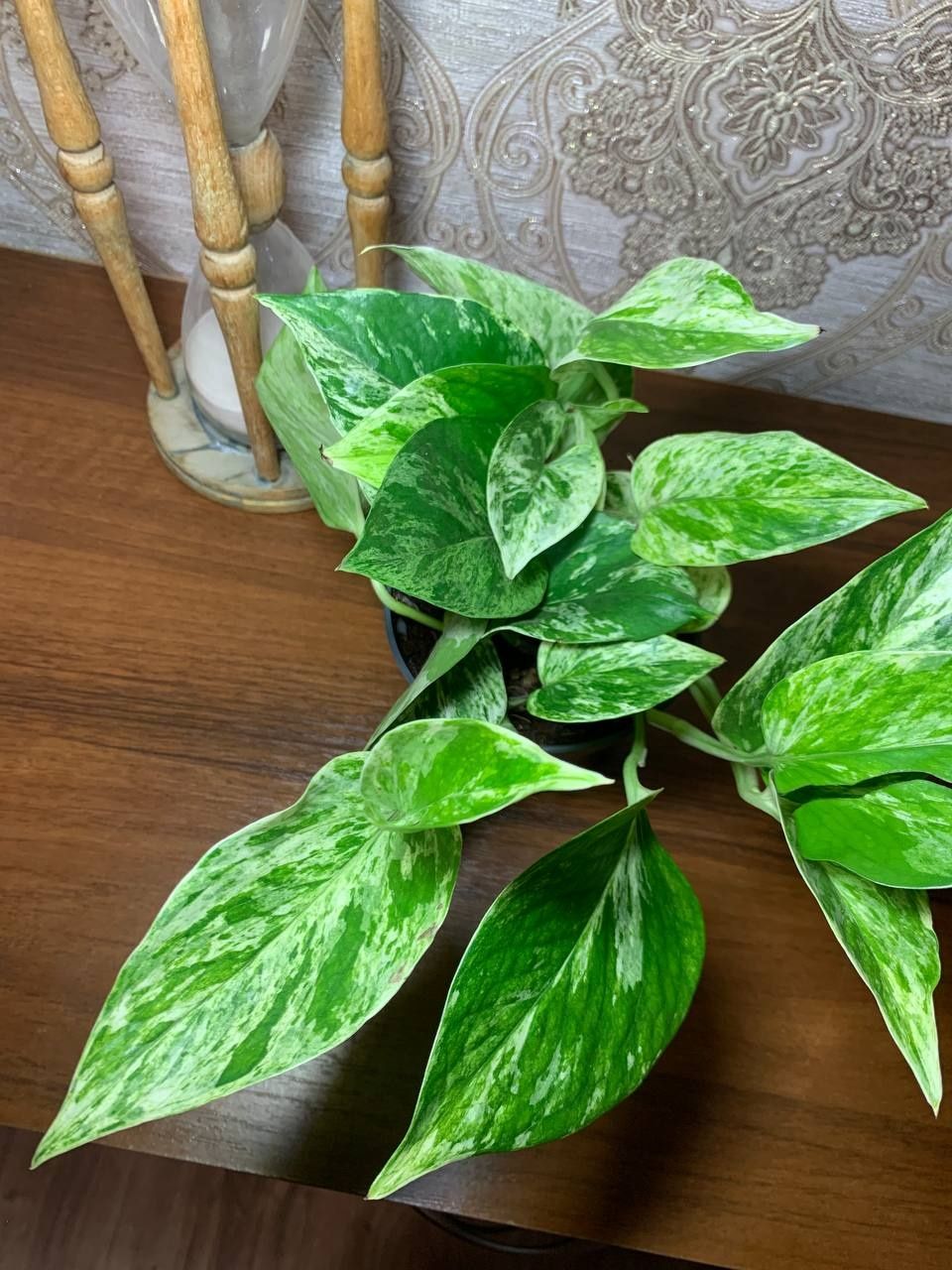 Епіпреміум  Marble  Queen