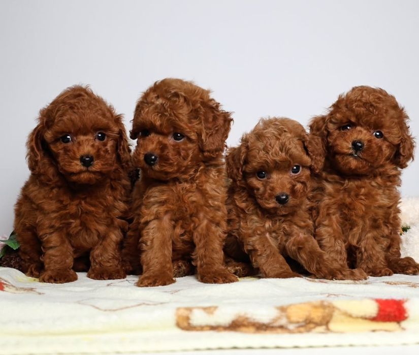 Малиши.той пудель.вибір