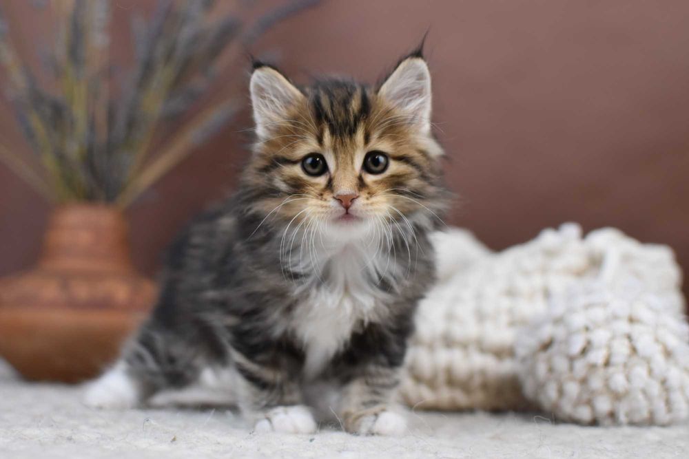 Kurylski Bobtail- Kocięta Rodowód FPL/FIFE- Hodowla Dynastia Kuryla*PL