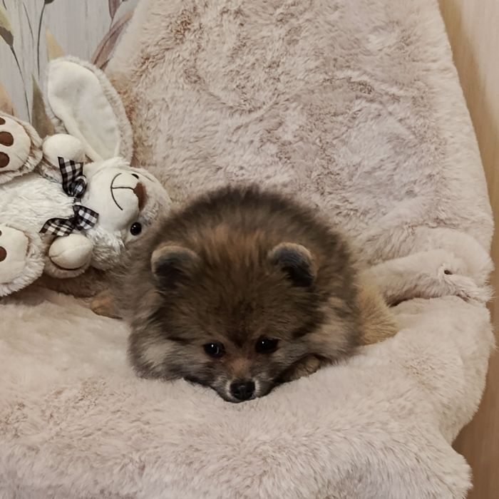 Цікавий хлопчик шпіцулі