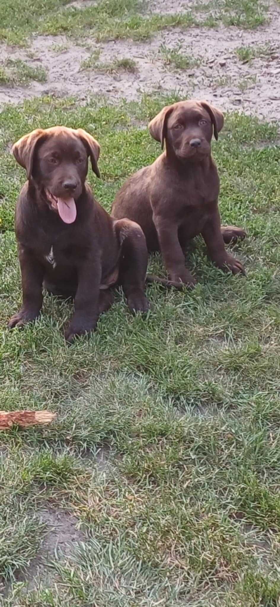 Labrador Retriever kolor czekoladowy