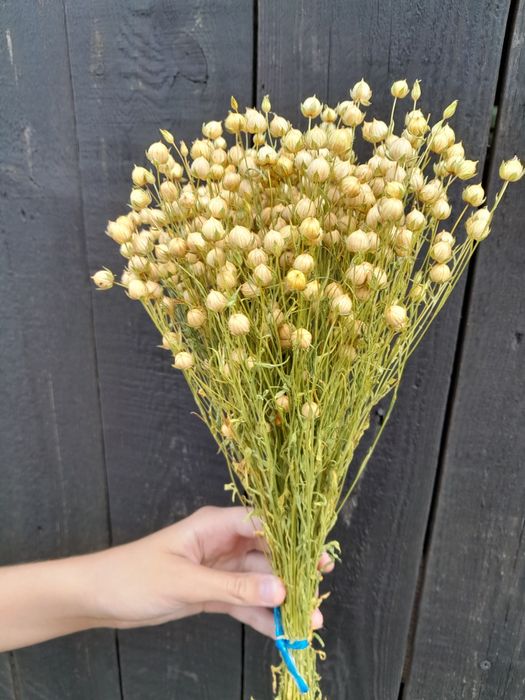 Сухоцвіти злаклві пшениця вусата ,  ячмінь та льон