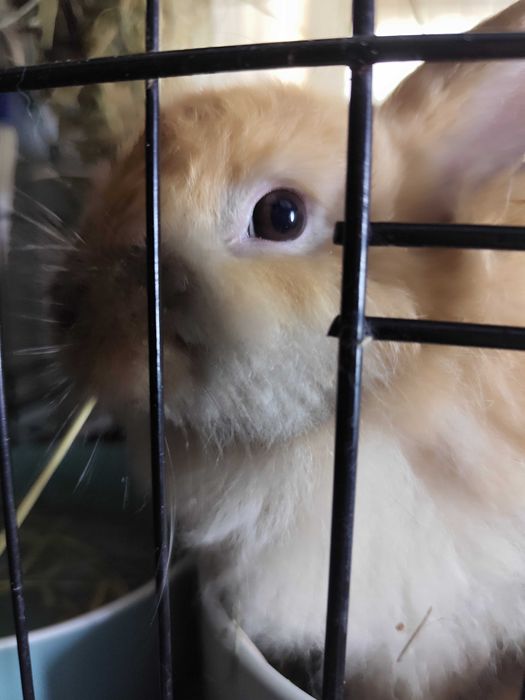 Кролик Декоративный